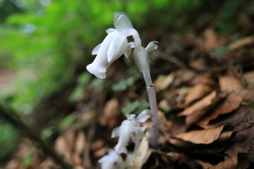 ギンリョウソウ