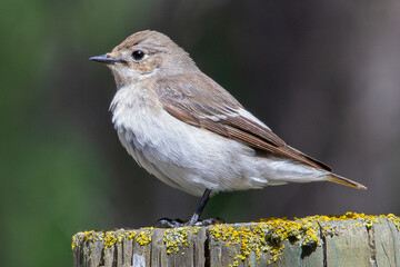 European pied flycatcher (Ficedula hypoleuca) is a small passerine bird common in aiguamolls emporda girona spain