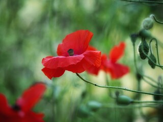 red poppy flower in spring