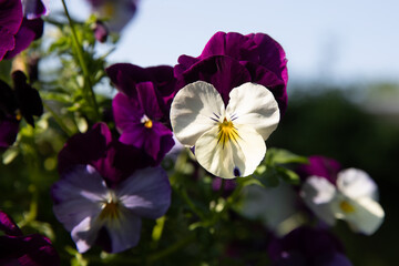 Pansy is a genus of the pansy family. The genus has about four hundred species that occur in temperate regions. Most species are found in moist and slightly shaded places.