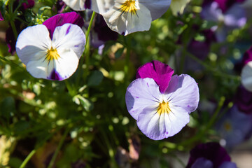 Pansy is a genus of the pansy family. The genus has about four hundred species that occur in temperate regions. Most species are found in moist and slightly shaded places.