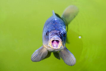 Funny looking carp with an open mouth in green pond surrounded by air bubbles