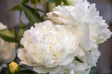 Peonies:
Peony is a genus of the family Paeoniaceae. The botanical name Paeonia goes back to ancient times. Paieon was the god of healing in ancient Greece.