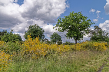 Summer blooms yellow