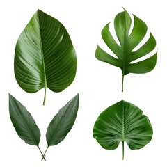 set of leaves isolated on transparent background cutout