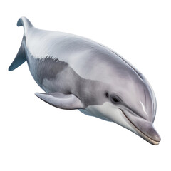 dolphin isolated on transparent background cutout