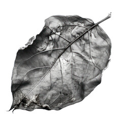 black and white leaf isolated on transparent background cutout