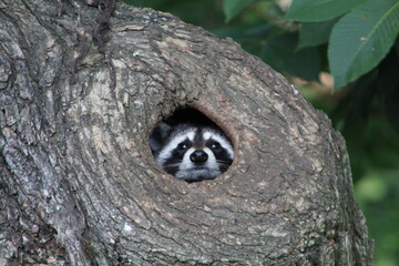 Raccoon