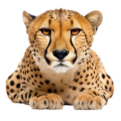 portrait of a cheetah isolated on transparent background cutout