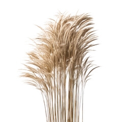 Fototapeta premium ears of wheat isolated on transparent background cutout