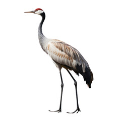 crane isolated on transparent background cutout