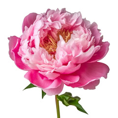 pink peony flower isolated on transparent background cutout