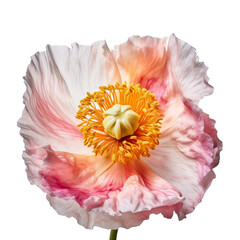 dahlia flower isolated on transparent background cutout