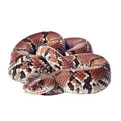 Obraz premium close up of a snake isolated on transparent background cutout