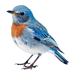 blue bird isolated on transparent background cutout
