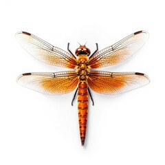 Dragon fly isolated on white background, generative AI