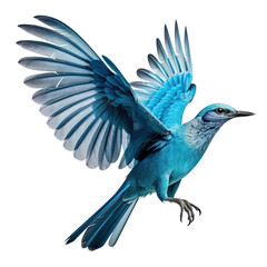 blue bird isolated on transparent background cutout