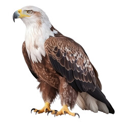 Obraz premium golden eagle isolated on transparent background cutout