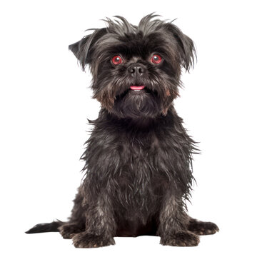 portrait of a puppy isolated on transparent background cutout