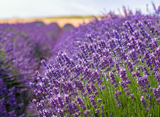 Naklejka premium field of lavender
