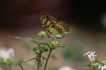 butterfly on a flower