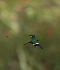 hummingbird in flight