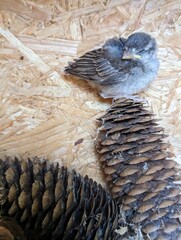 Oisillon posé sur une pomme de pin. Un oiseau dans une boîte. Oisillon orphelin. Petit oiseau perdu sur une pigne.