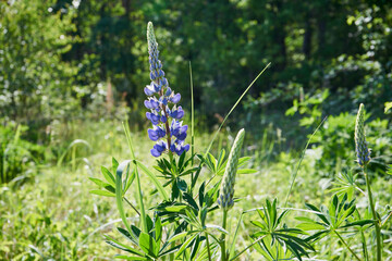 Łubin, Lupinus © Marcin Łazarczyk