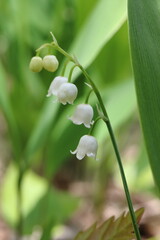 Convallaria majalis, lily of the valley flower in the forest