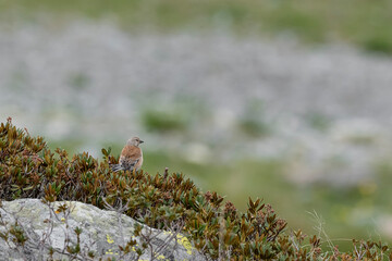 Among the rhododendrons, the dunnock (Prunella modularis)