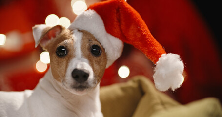 Cute jack russel terrier dog with christmas cap lying on it's spot and looking around with atmospheric lights on background - christmas spirit close up