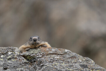 Looking at camera, the Alpine marmot (Marmota marmota)