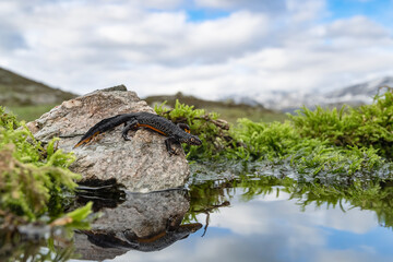 Alpine newt female at mirror (Ichthyosaura alpestris)