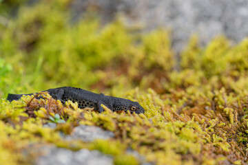 On lichens, the Alpine newt male (Ichthyosaura alpestris)
