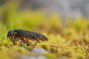 Hunting insects on lichens, the Alpine newt male (Ichthyosaura alpestris)