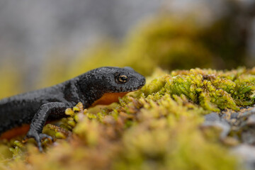 The alpine newt, macro photography in the Alps mountains (Ichthyosaura alpestris)