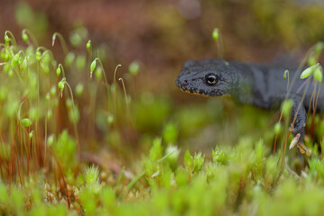 The alpine newt in the wetlands (Ichthyosaura alpestris)