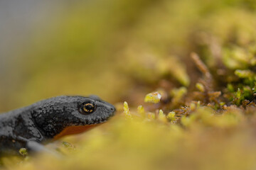 Extreme macro photography for the alpine newt (Ichthyosaura alpestris)