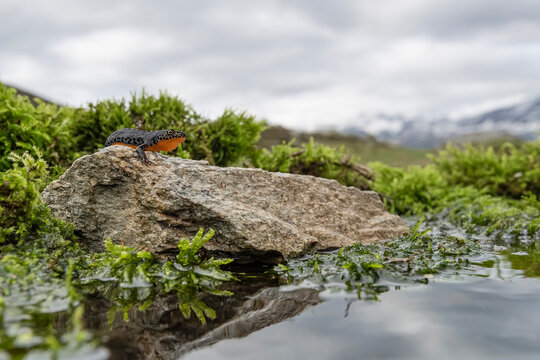 Cloudy day for the alpine newt on the rock (Ichthyosaura alpestris)