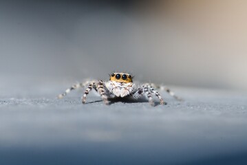 jumping spider with blur background in outdoor