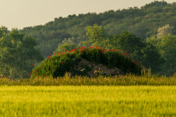 Pole makowe - góry i trawy © MarcinRoj.Fotografia
