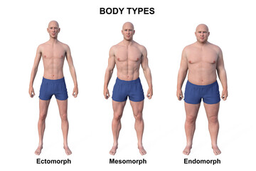 A 3D illustration of a male body showcasing three different body types - ectomorph, mesomorph, and endomorph - obrazy, fototapety, plakaty