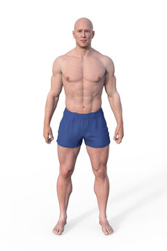 A 3D illustration of a male body with mesomorph body type