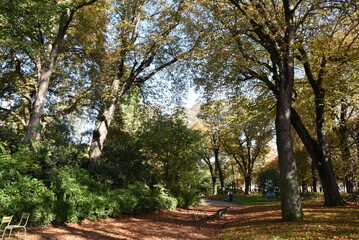 Allée boisée en automne