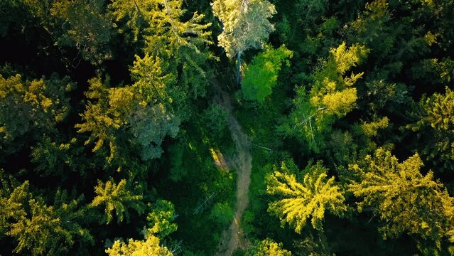 Path in Bavarian Forest from bird's eye view.