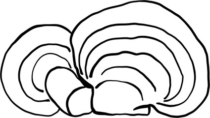 reishi mushroom freehand drawing.