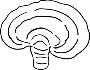 reishi mushroom freehand drawing.