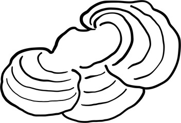 reishi mushroom freehand drawing.