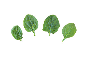 Spinach leaves set isolated transparent png. Spinacia oleracea green leaf vegetable.