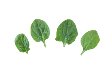 Spinach leaves set isolated transparent png. Spinacia oleracea green leaf vegetable.